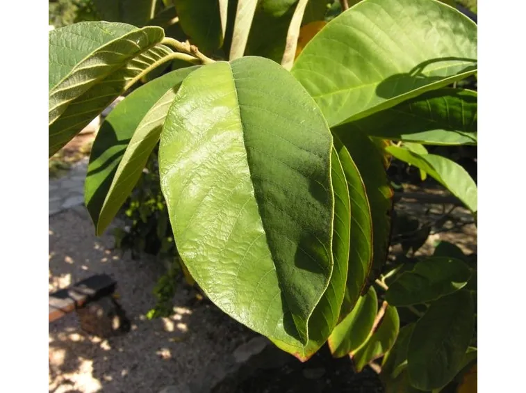 Pianta di Anona