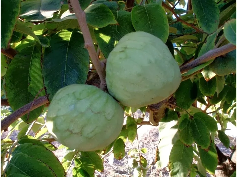 annona cherimola