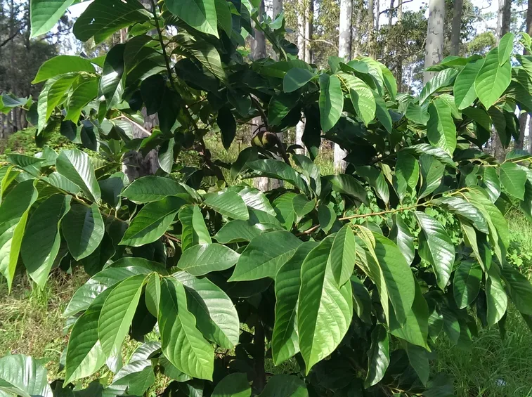 varietà annona