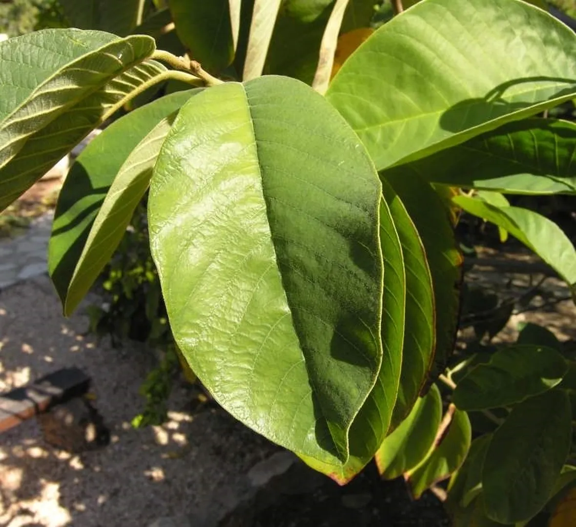 Pianta di Anona