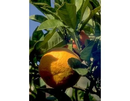 Arancio amaro