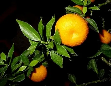 Frutto di Arancio con foglie