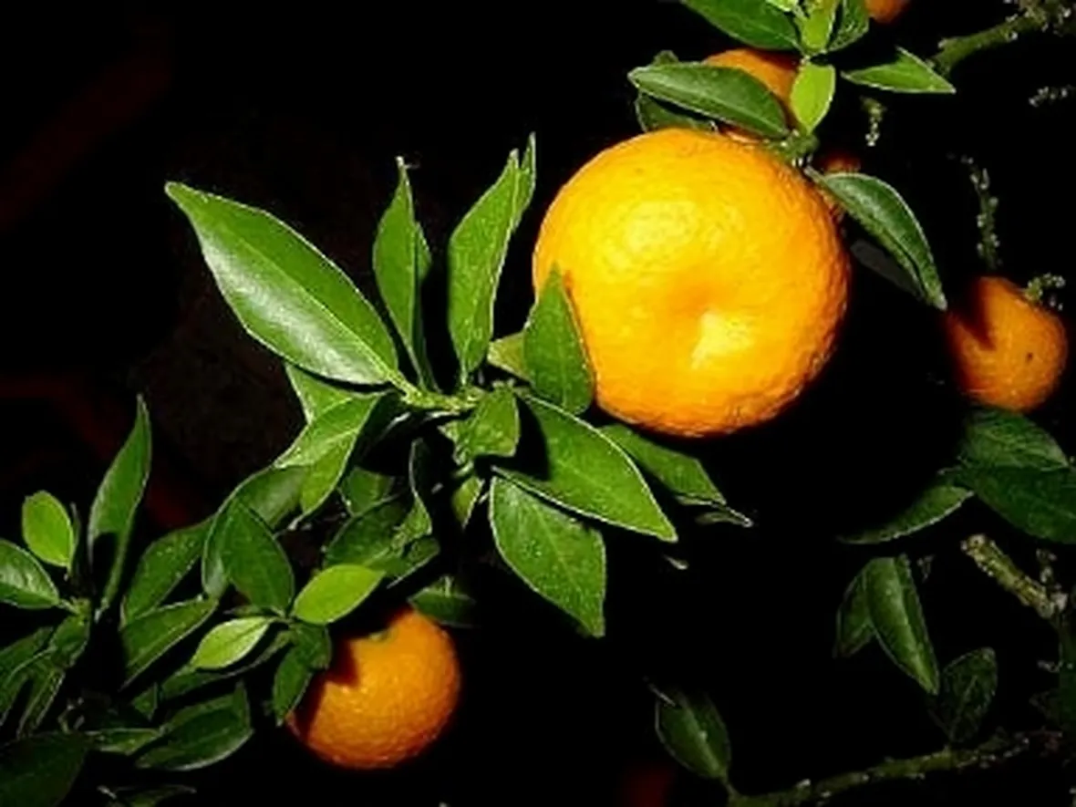 Frutto di Arancio con foglie