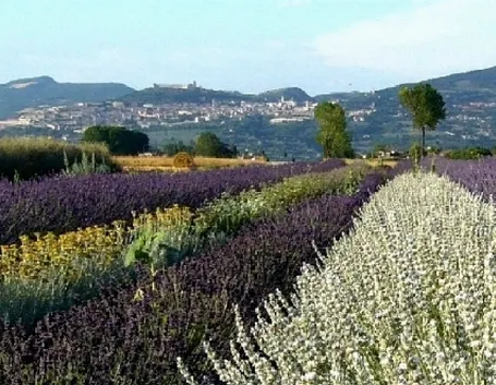 Panoramica piante aromatiche