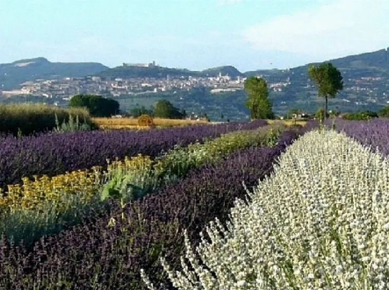Panoramica piante aromatiche
