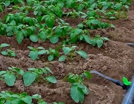 Tubi gocciolatori in un campo coltivato