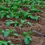 Tubi gocciolatori in un campo coltivato