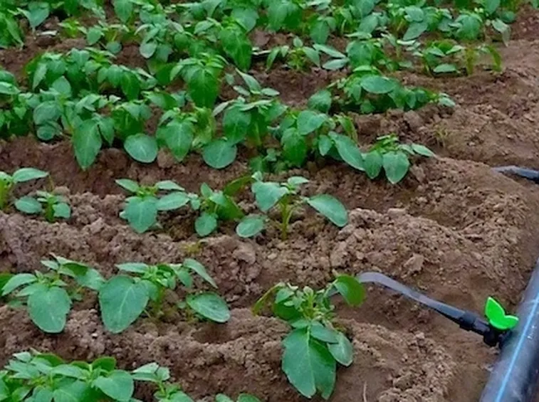 Tubi gocciolatori in un campo coltivato