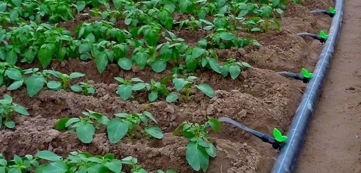 Tubi gocciolatori in un campo coltivato
