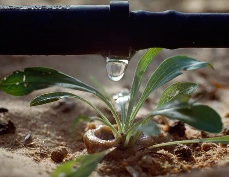 Dettaglio di sistema di irrigazione a goccia