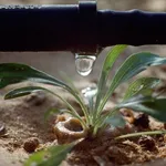 Dettaglio di sistema di irrigazione a goccia
