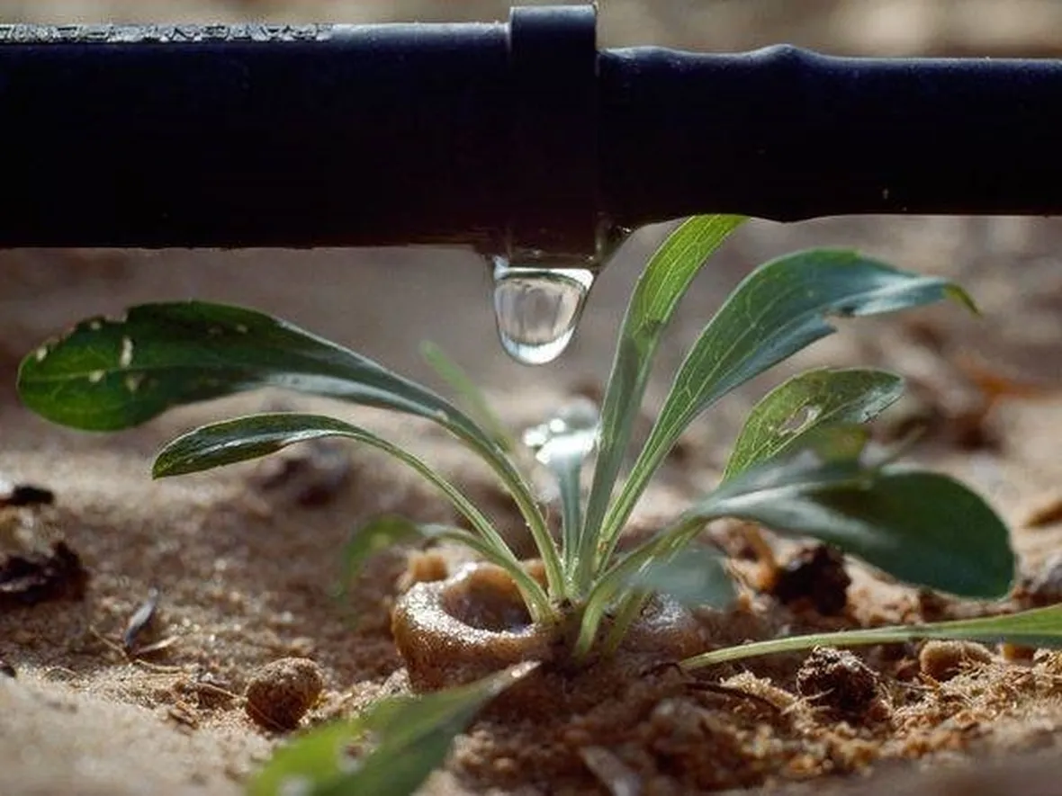 Dettaglio di sistema di irrigazione a goccia
