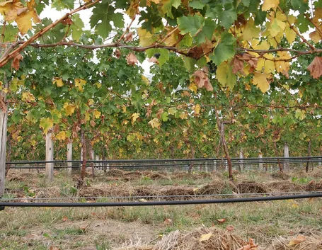 Irrigazione capillare in vigna