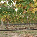 Irrigazione capillare in vigna