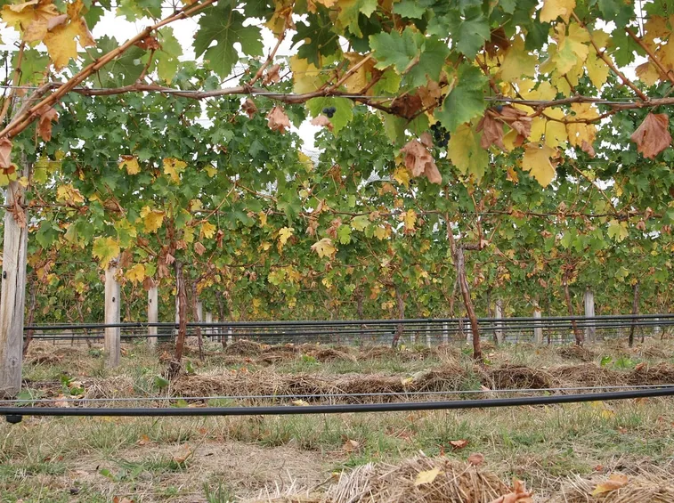 Irrigazione capillare in vigna