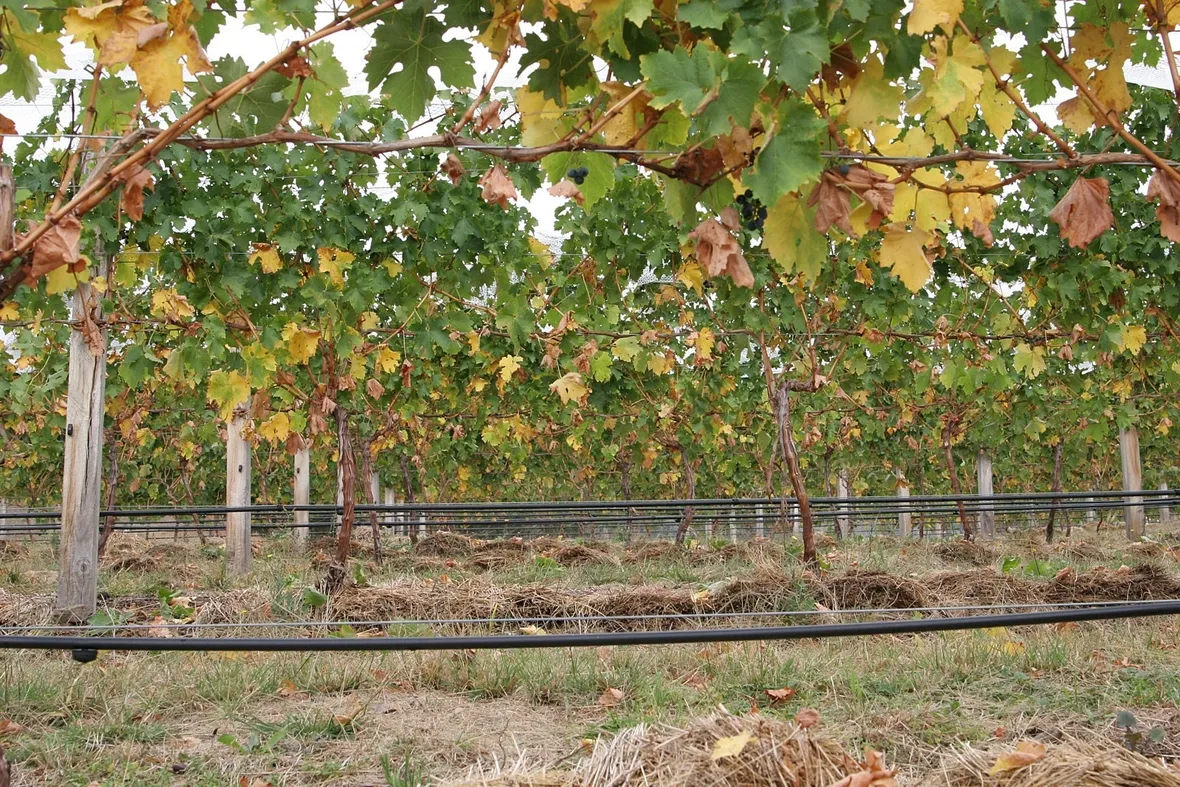 Irrigazione capillare in vigna