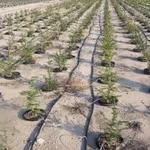 Esempio di irrigazione a goccia