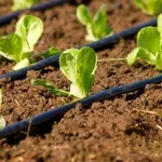 irrigazione campo a goccia