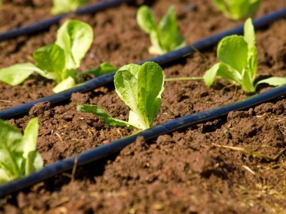 irrigazione campo a goccia