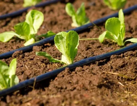 Tubo per irrigazione a goccia in un orto