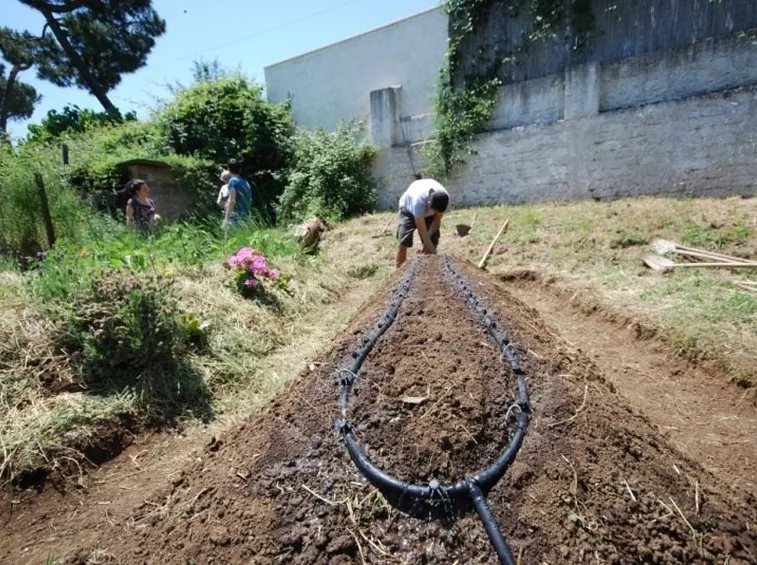 Orto sinergico