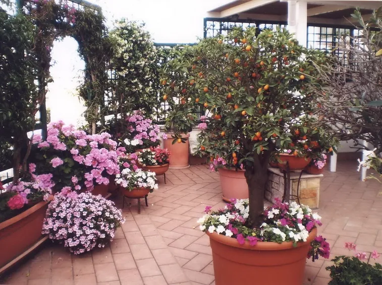 Terrazza fiorita
