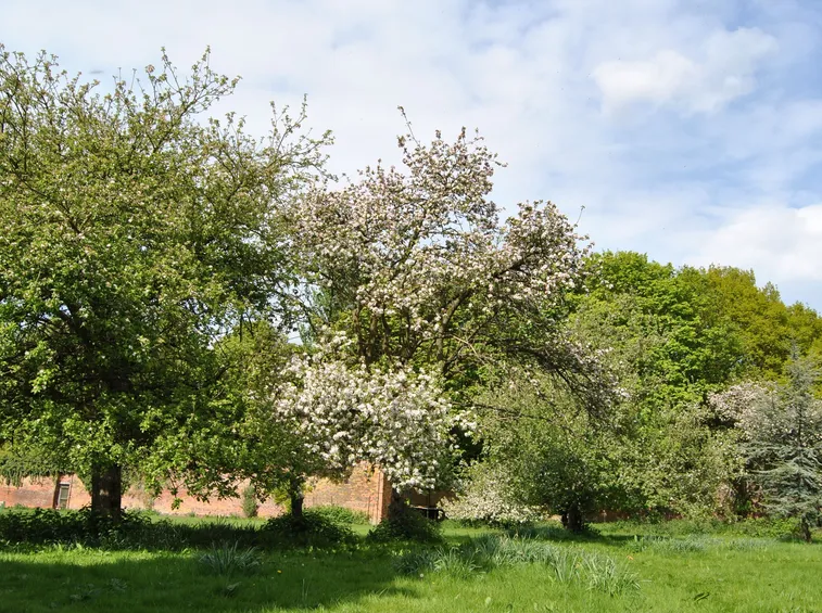 Alberi da giardino