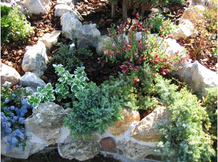 Angolo di giardino roccioso