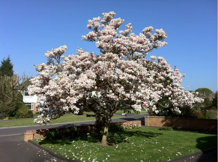 Alberi, piante e fiori per rendere più bello il giardino di casa