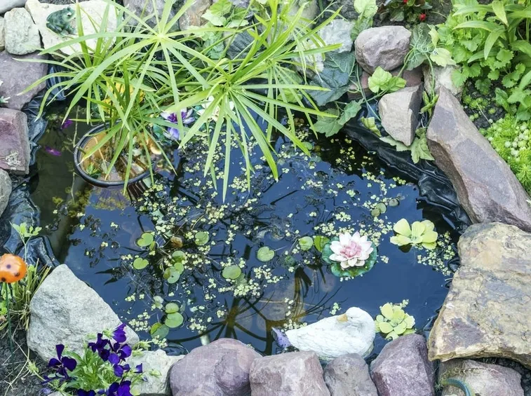 Angolo acquatico