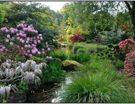 Fiori, acqua, piente