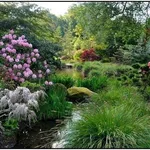 Fiori, acqua, piente