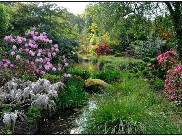 Fiori, acqua, piente