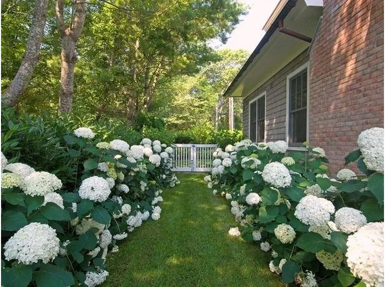 Giardino inglese monocolore
