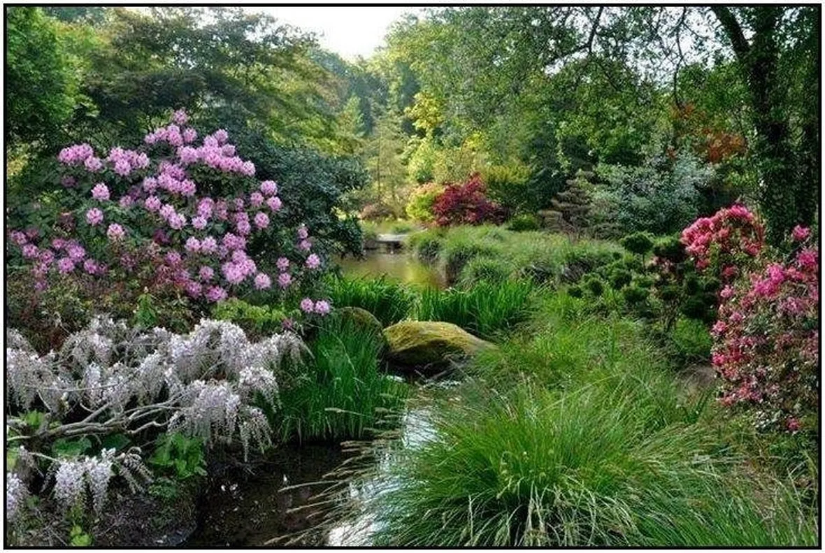 Fiori, acqua, piente