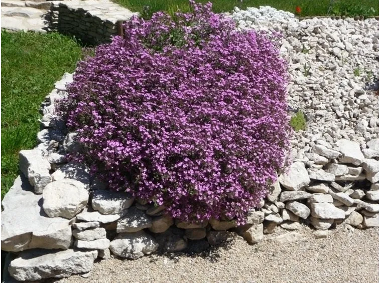 Saponaria in giardino roccioso