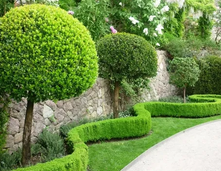 giardino alberi tondeggianti