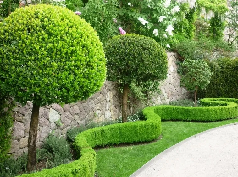 giardino alberi tondeggianti