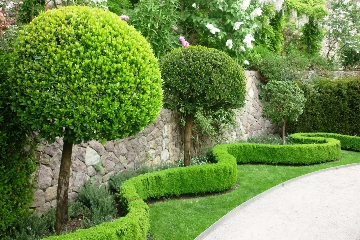 giardino alberi tondeggianti