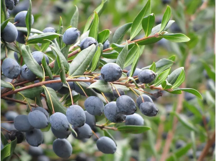 Bacche di mirto