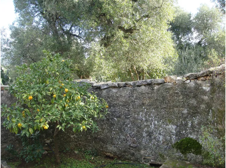 Piccolo giardino con albero di limone