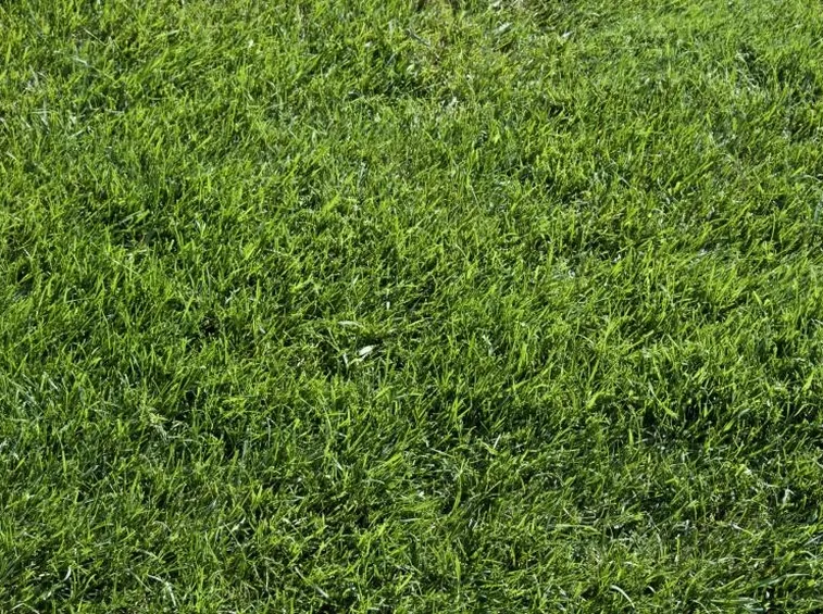 Prato verde
