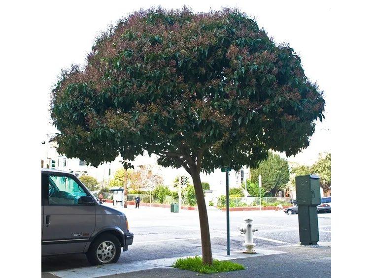 Albero di ligustro
