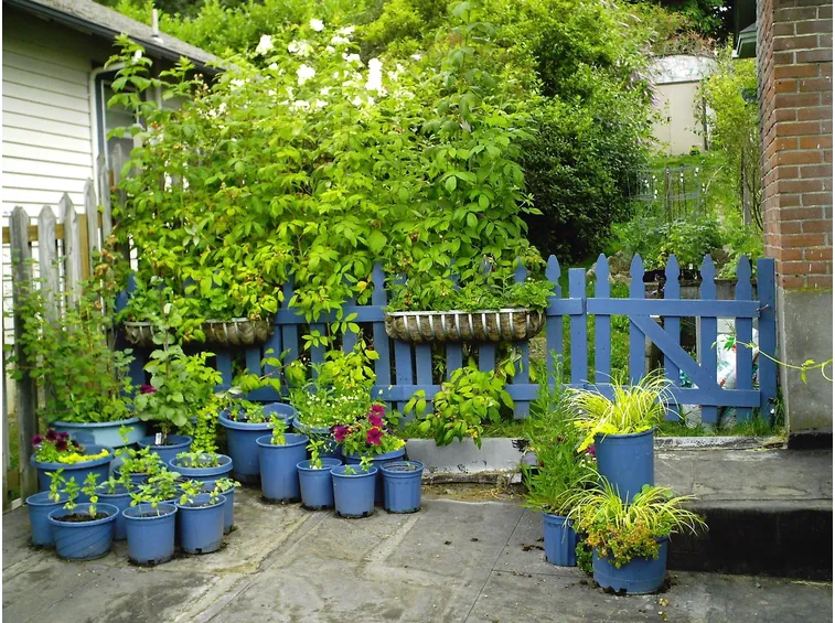 Angolo di giardino con piante in vaso