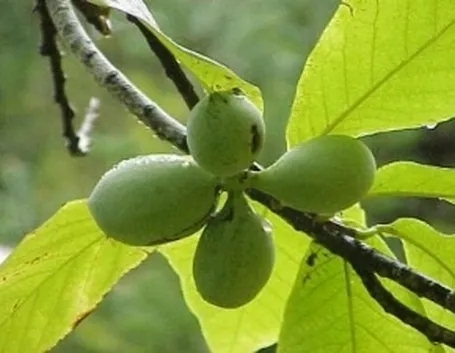 Frutti di Asimina