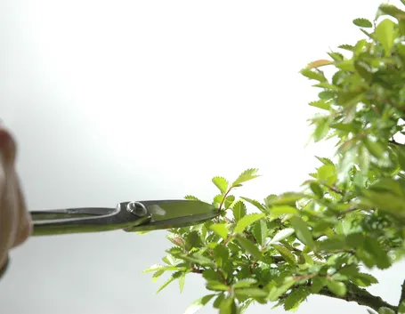 attrezzivasibonsai