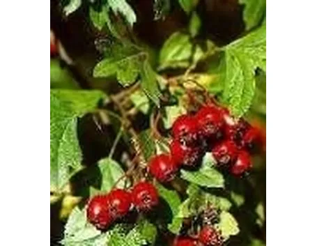 Frutti di Azzeruolo