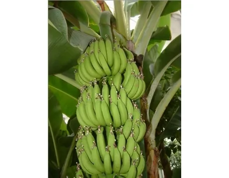 Pianta di Banano