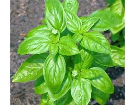 Foto del basilico