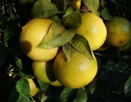 Frutto di Bergamotto